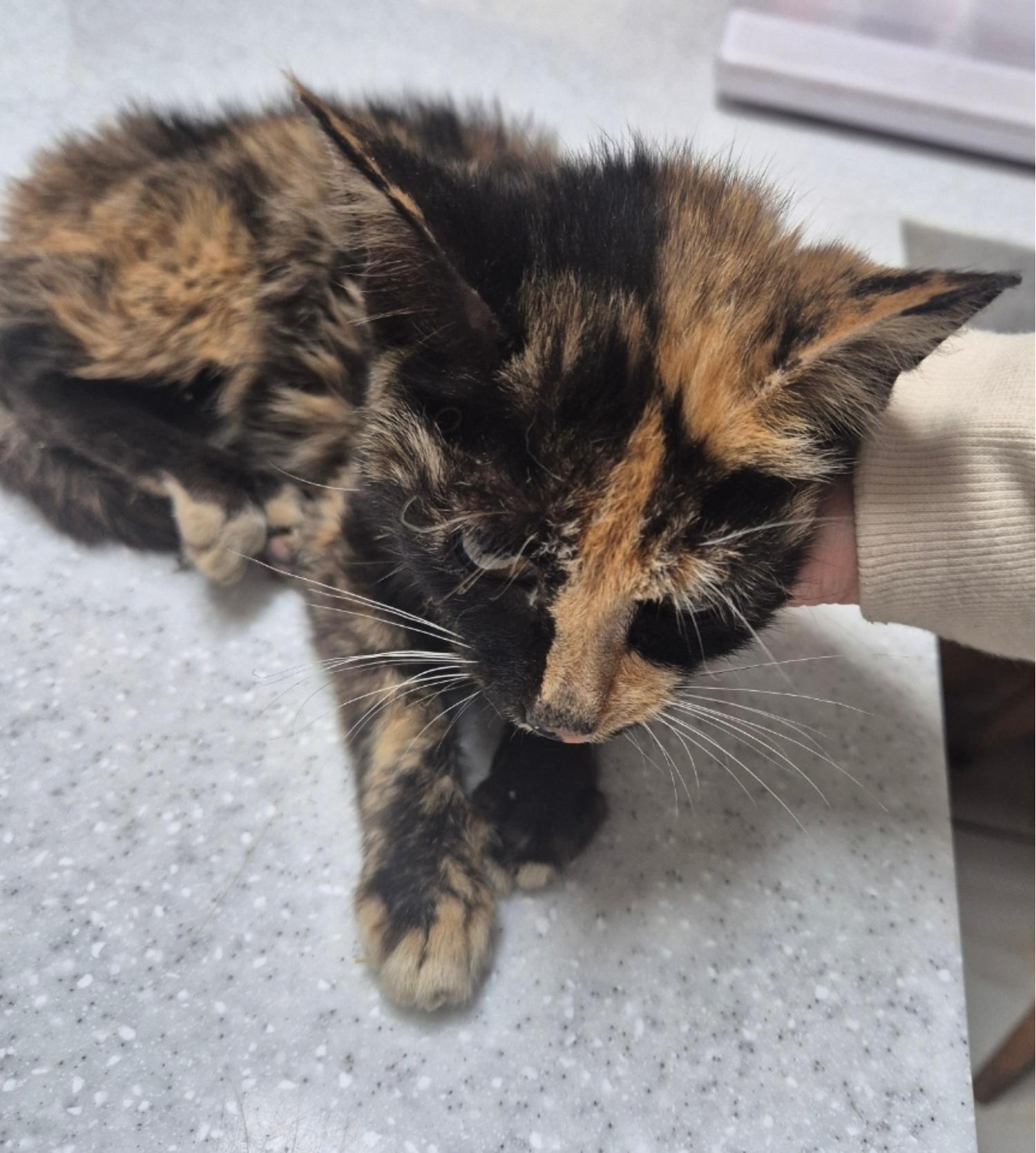 보호중 한국 고양이…